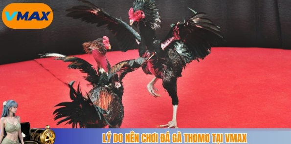 lý do nên chơi đá gà thomo tại vmax