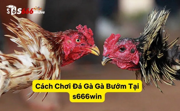 S6662